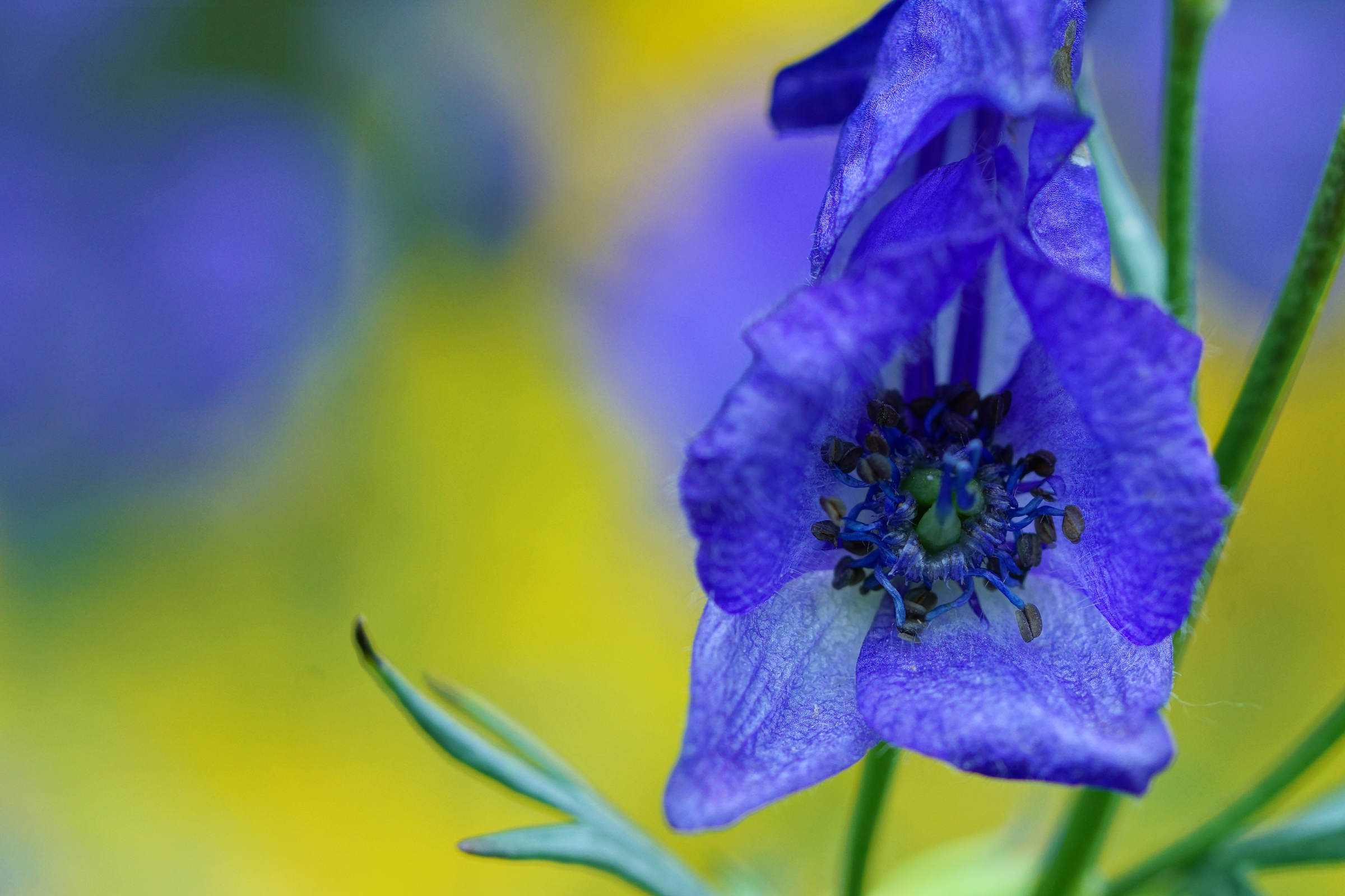 Aconite