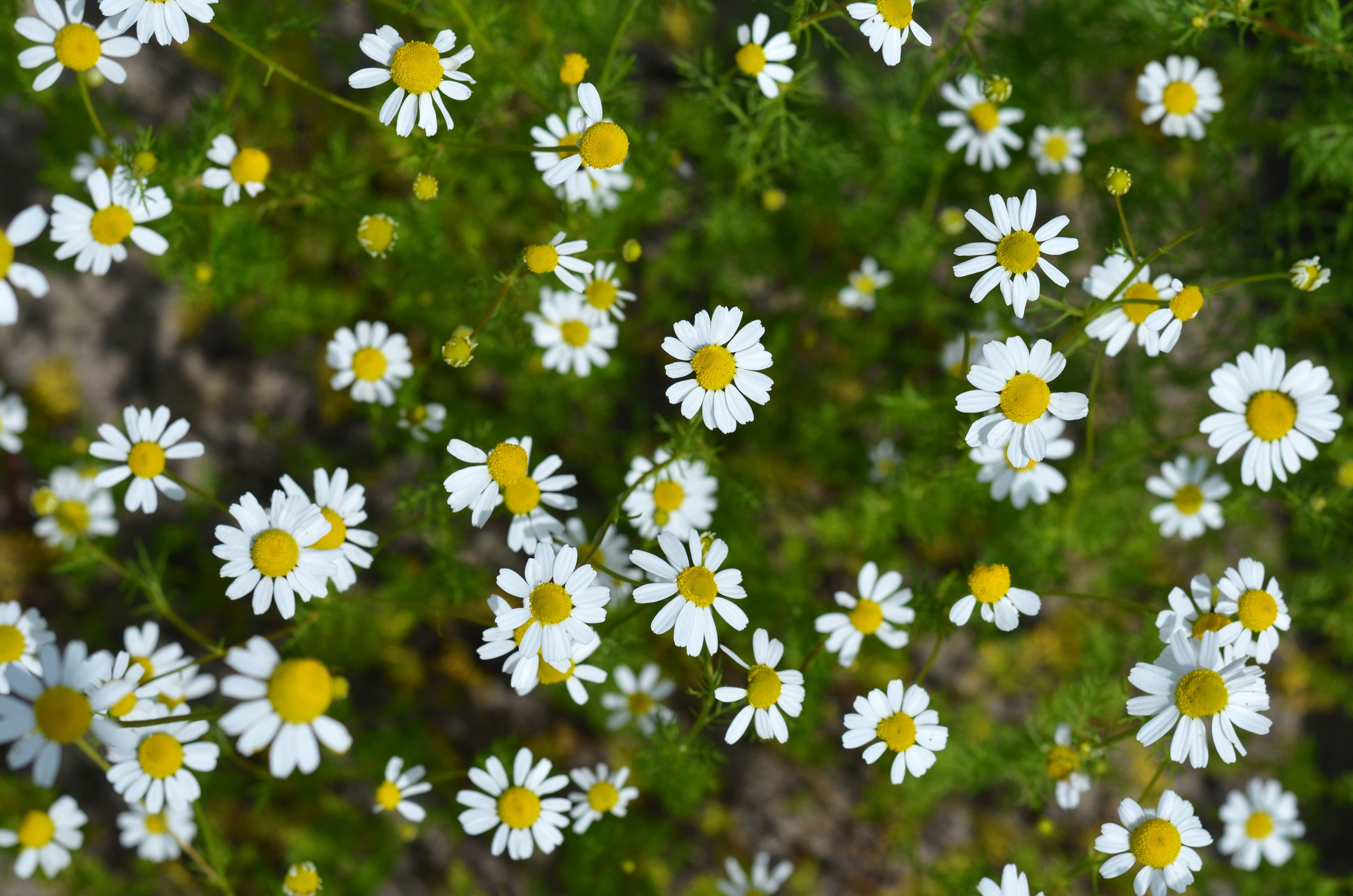 Camomile or Matricaria chamomilla - annual plant used in herbal medicine.
