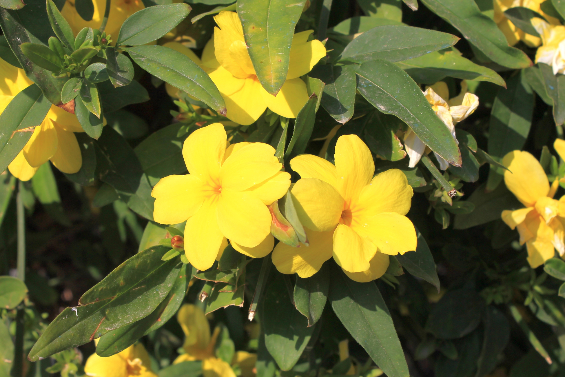 Yellow Jasmine Gelsemium sempervirens flowers