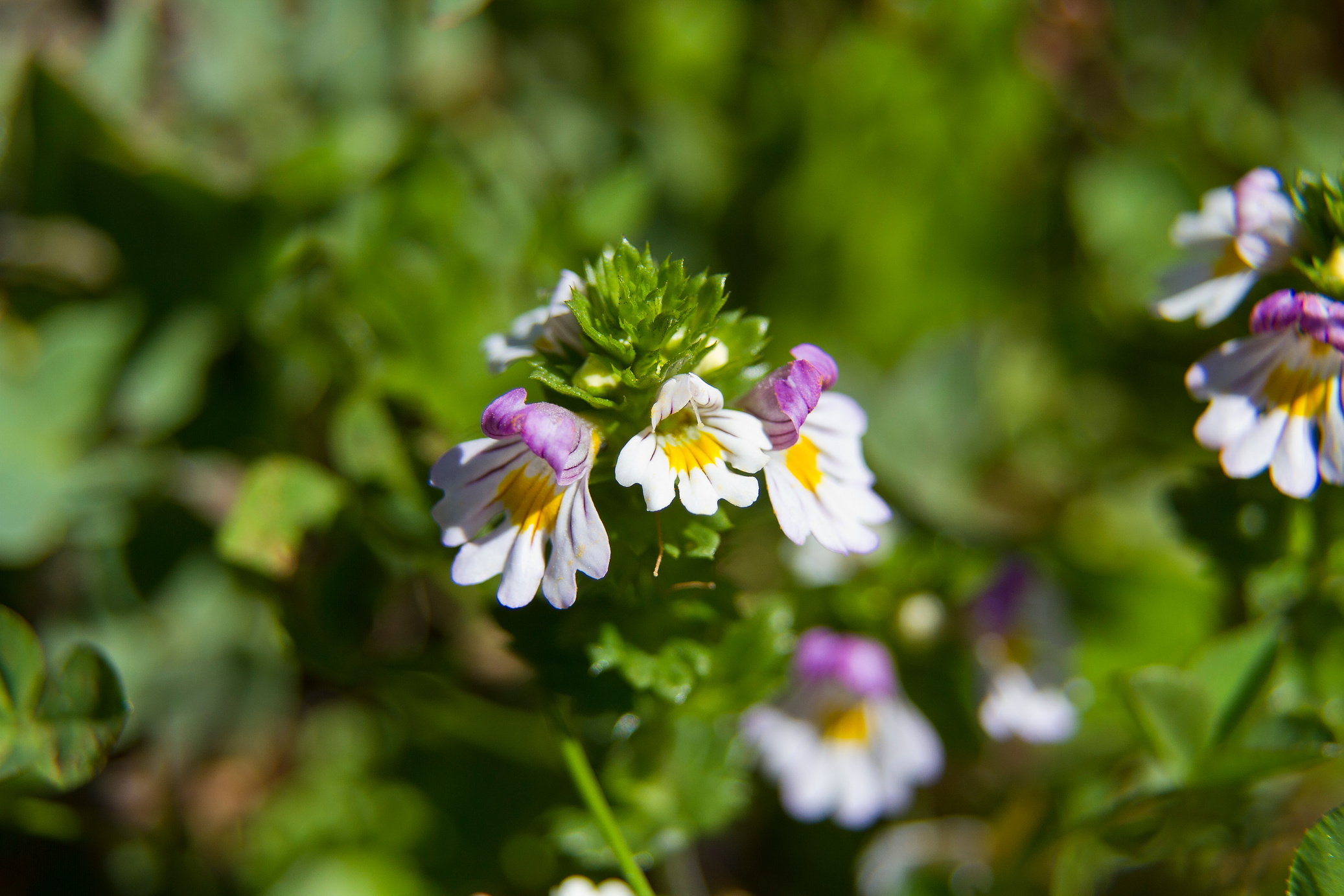 Euphrasia rostkoviana - plant in high mountains